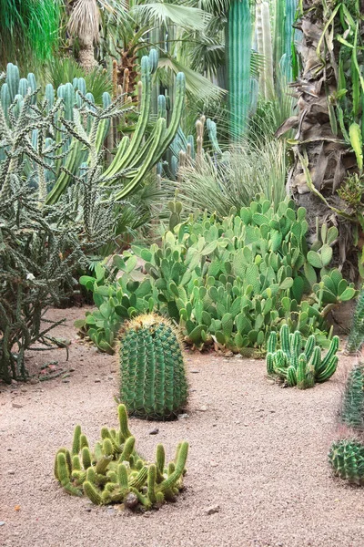 Kaktusar Och Suckulenter Jardin Majorelle Garden Marrakech Marocko Nordafrika — Stockfoto