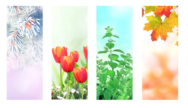 Four Seasons Year Set Vertical Nature Banners Winter Spring Summer — Stock Photo, Image