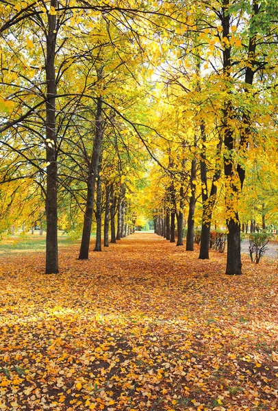 Calma Stagione Autunnale Bellissimo Paesaggio Con Vicolo Tiglio Nel Parco — Foto Stock