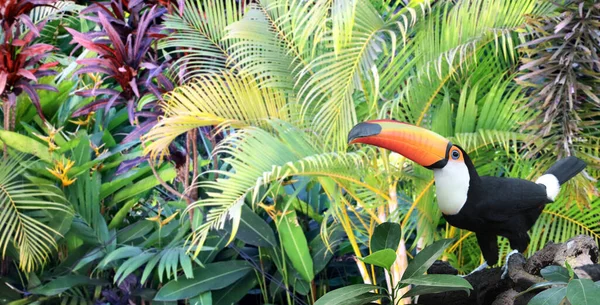 熱帯雨林の枝に美しいカラフルなツアーカン鳥 Rampastidae と水平バナー 緑の背景がぼやけている テキストのコピースペース — ストック写真
