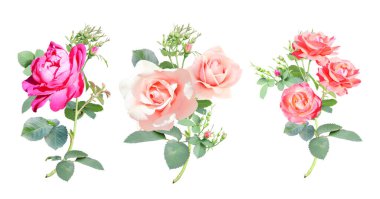 Pembe çiçekli bir gül dalı seti. Beyaz arkaplanda izole