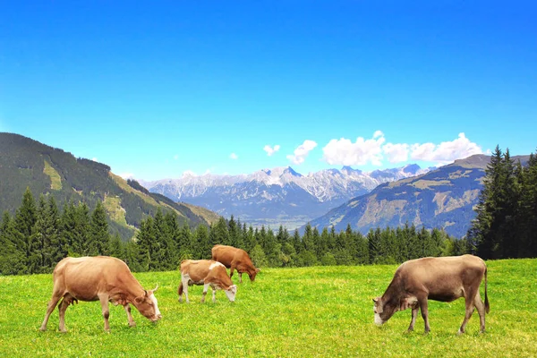 Négy Tehén Legel Egy Hegyi Réten Alpokban Tirol Ausztria Kilátás — Stock Fotó
