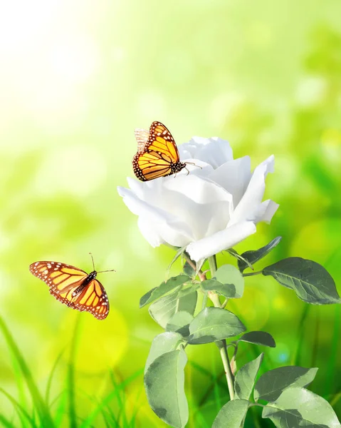 Ветвь Розы Белым Цветком Вертикальное Знамя Красивым Розовым Цветом Двумя — стоковое фото