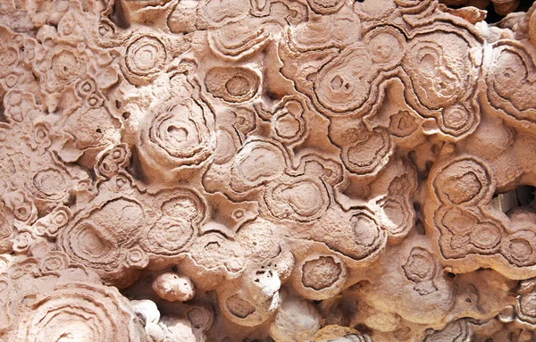 Stromatolite Fossile Pietrificata Cianobatteri Alghe Blu Verdi — Foto Stock