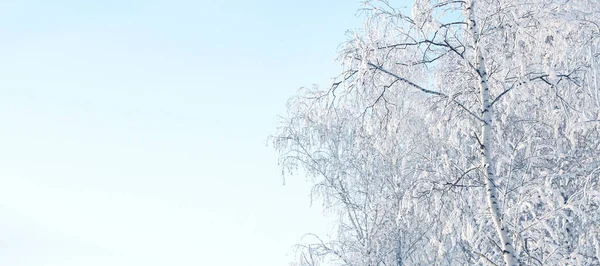 Horizontale Winterfahne Mit Birkenzweigen Die Mit Frost Bedeckt Sind Zweige — Stockfoto