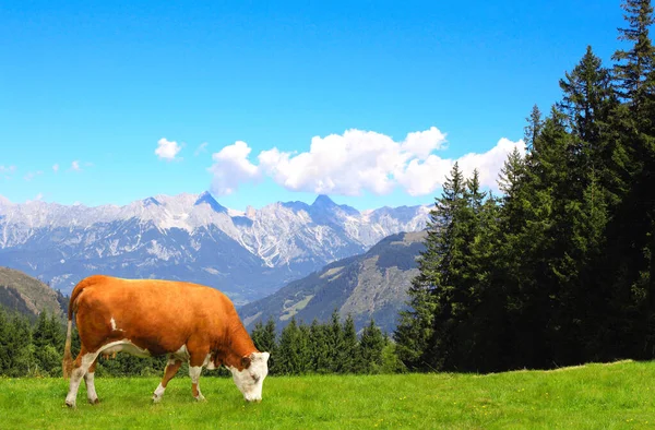 アルプス山脈 チロル オーストリアの山の牧草地で牛の放牧 晴れた日には緑の芝生と赤牛とアルプスの牧歌的な山の風景を表示します ヨーロッパの山の風景 — ストック写真