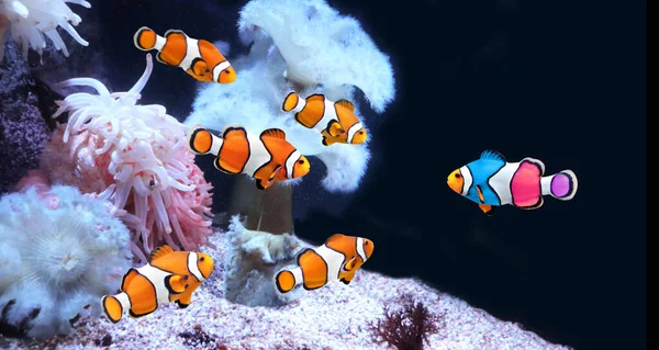 Concept Yourself Unique Flock Standard Clownfish One Colorful Fish Horizontal — Stock Photo, Image