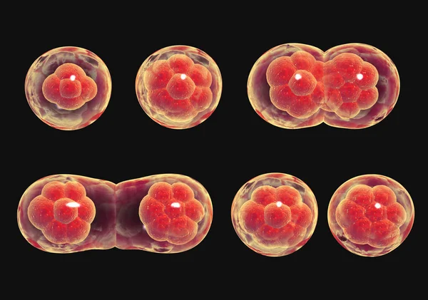 Mitoz Süreci Hücre Bölümü Siyah Arka Planda Izole Edilmiş Hazırlayıcı — Stok fotoğraf