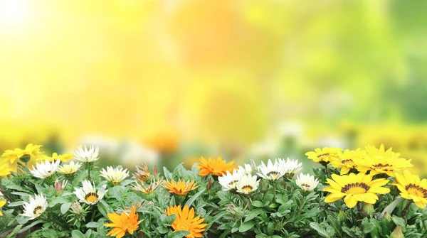 První Jarní Divoké Květy Žluté Bílé Oranžové Adonis Vernalis Bažantí — Stock fotografie