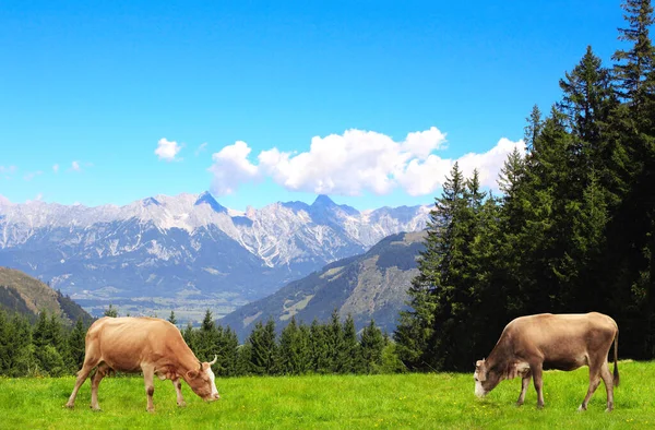 Duas Vacas Pastando Prado Montanha Nas Montanhas Dos Alpes Tirol — Fotografia de Stock