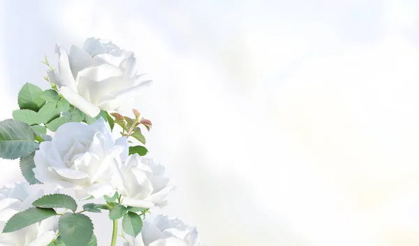 Wazig Horizontale Achtergrond Met Rose Bloemen Van Witte Kleur Kopieer — Stockfoto