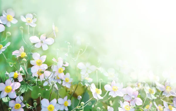 Primeiro Outono Flor Anêmona Japonesa Anemone Hupehensis Ensolarado Flores Fundo — Fotografia de Stock