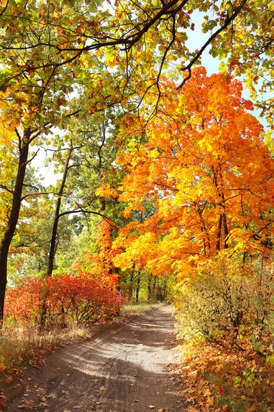 Época Outono Calma Bela Paisagem Com Estrada Floresta Outono Maples — Fotografia de Stock