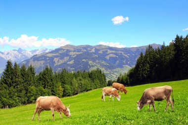 Avusturya, Tirol 'deki Alp Dağları' ndaki bir çayırda dört inek otluyor. Güneşli bir günde Alpler 'in yeşil çimenli ve kızıl inekli cennet manzarası. Avrupa dağ manzarası