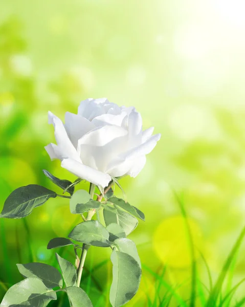 Branch Rose White Flower Vertical Banner Beautiful Rose Flower Blurred — Stock Photo, Image