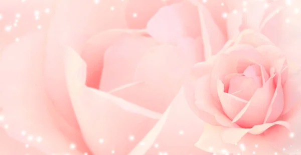 Homályos Vízszintes Háttér Rózsaszín Színű Rózsával Mágikus Szikrákkal Másold Sms — Stock Fotó