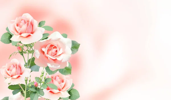 淡淡的水平线背景和粉红色的玫瑰花 复制空间为您的文字 模拟模板 可用于墙纸 结婚证 网页横幅 — 图库照片