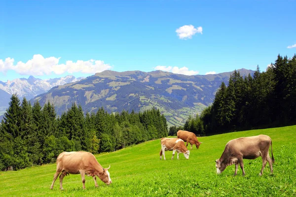 Vier Kühe Weiden Auf Einer Bergwiese Den Tiroler Alpen Blick — Stockfoto