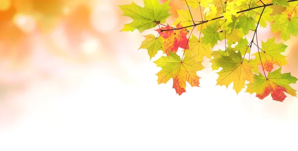 Kalme Herfstseizoen Esdoorn Bladeren Zonnige Prachtige Natuur Herfst Achtergrond Horizontale — Stockfoto