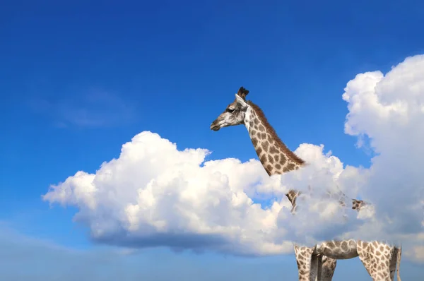 Giraff Ovanför Molnen Söt Giraff Himlen Fantastisk Scen Med Stora — Stockfoto