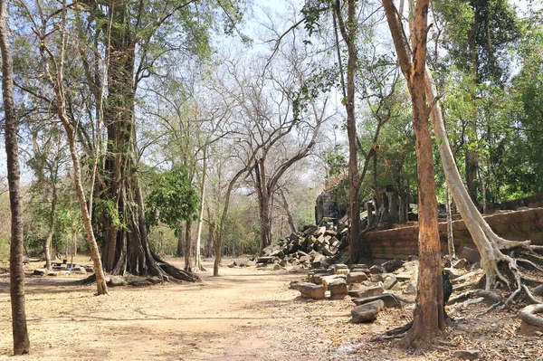 Árboles Gigantes Ruina Del Complejo Koh Ker Camboya Indochina Patrimonio —  Fotos de Stock