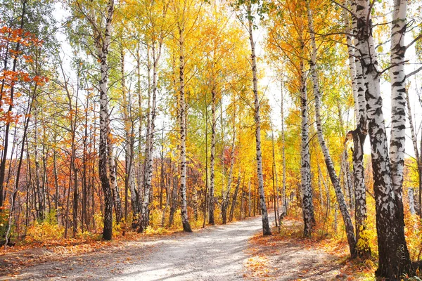 Nyugodt Őszi Szezon Gyönyörű Táj Őszi Erdőben Maples Nyírfa Zöld — Stock Fotó
