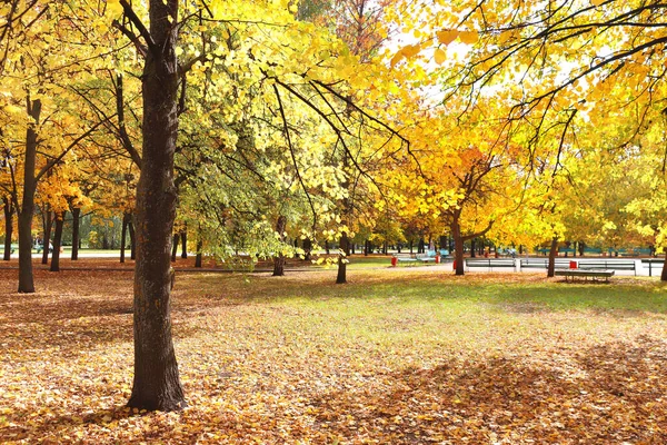 Lugn Höstsäsong Vackert Landskap Med Lindträd Höstparken Lakan Träd Med — Stockfoto