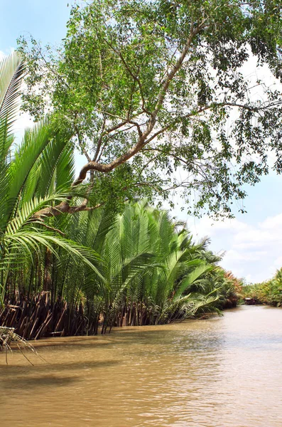 Mangrovenbaum Und Palmblätter Delta Des Mekong Vietnam Asien — Stockfoto