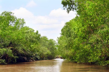 Mekong Nehri, Vietnam, Asya deltasındaki Mangrove ağaçları ve palmiye yaprakları