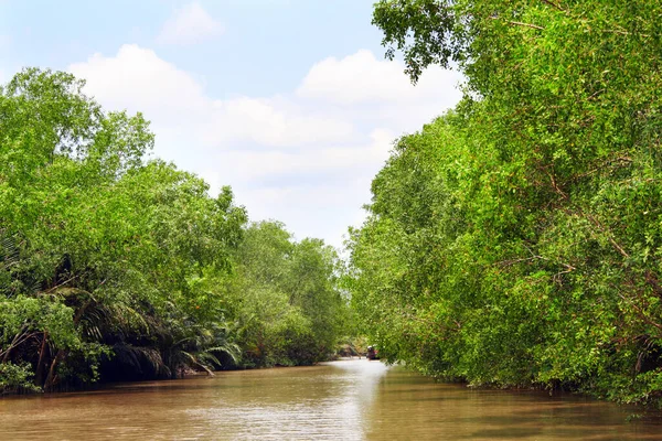 Manguezais Folhas Palmeira Delta Rio Mekong Vietnã Ásia — Fotografia de Stock