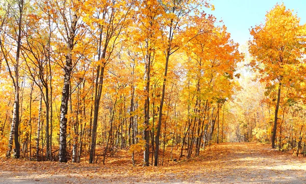 Época Outono Calma Bela Paisagem Com Estrada Floresta Outono Maples — Fotografia de Stock