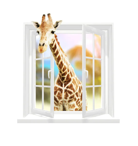 Giraffe Looking Window Cute Curious Giraffe Stare Opened Window Isolated — Stock Photo, Image