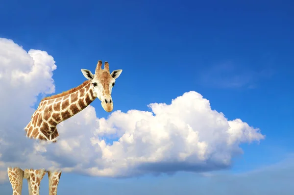 Giraff Ovanför Molnen Söt Giraff Himlen Fantastisk Scen Med Stora — Stockfoto