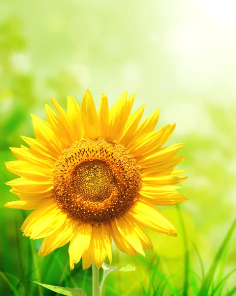 Girasole Giallo Brillante Sfondo Verde Sfocato Soleggiato Bandiera Estiva Verticale — Foto Stock