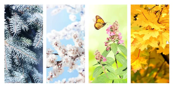 Vier Jahreszeiten Set Von Vertikalen Naturbannern Mit Winter Frühlings Sommer — Stockfoto