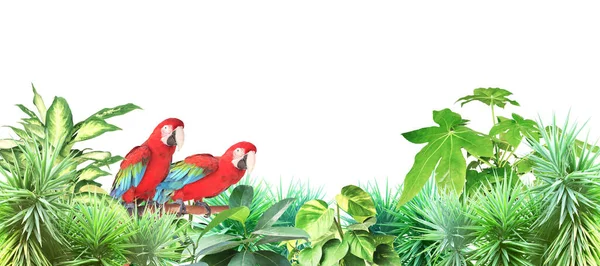 两只Ara鹦鹉 Scarlet Macaw 栖息在热带树叶间的树枝上 与丛林植物和Ara Macao植物的外部边界 复制文本的空间 因白人背景而被隔离 — 图库照片