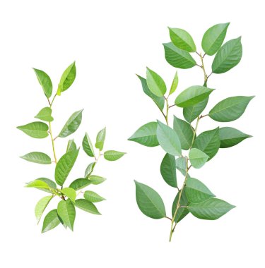 Yeşil yapraklı bir dal seti. Yeşil kiraz dalları koleksiyonu. Beyaz arkaplanda izole 