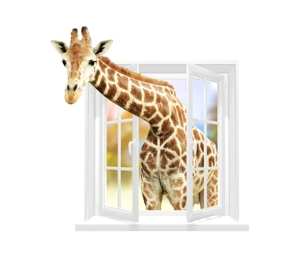 Žirafa Dívá Oknem Roztomilá Zvědavá Žirafa Zírá Otevřené Okno Izolované — Stock fotografie