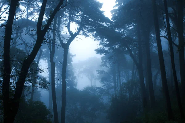 Horizontal Banner Night Nature Scene Mysterious Landscape Trees Bushes Foggy — Stock Photo, Image