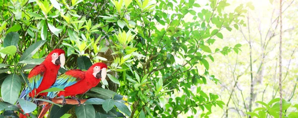 Bandeira Horizontal Com Dois Belos Papagaios Ara Macao Ramo Uma — Fotografia de Stock