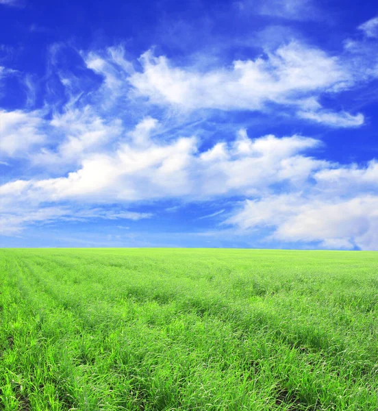 Zomer Landschap Met Veld Van Groen Vers Gras Onder Blauwe — Stockfoto