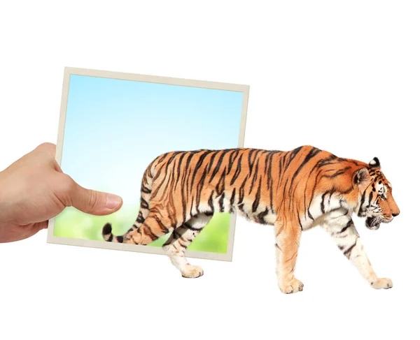 Menschliche Hand Hält Ein Foto Mit Tiger Der Aus Der — Stockfoto