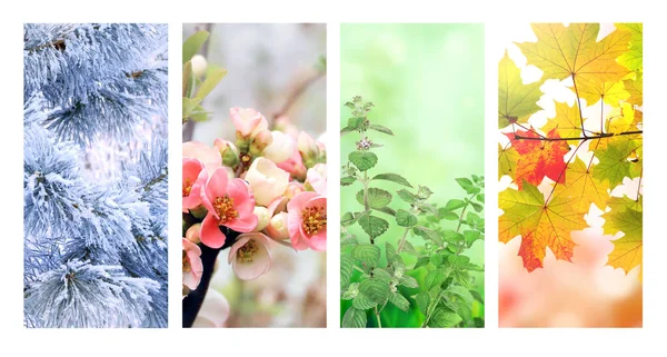 Four Seasons Year Set Vertical Nature Banners Winter Spring Summer — Stock Photo, Image