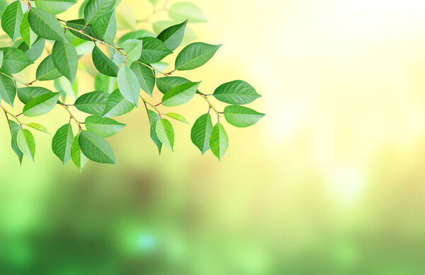 Cherry tree branch with green leaves on blurred sunny background. Mock up template. Horizontal nature summer banner with copy space for text