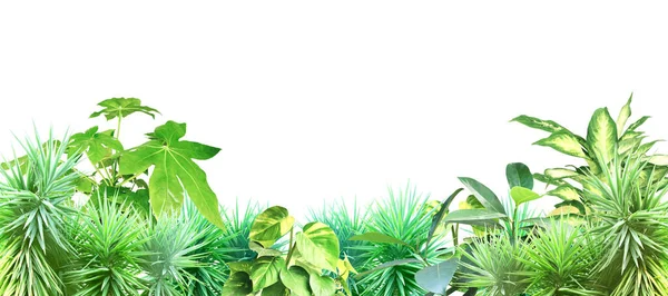 有热带植物叶子的框架 与丛林植物的外部边界 复制文字空间 被白色背景隔离 模型化模板 — 图库照片