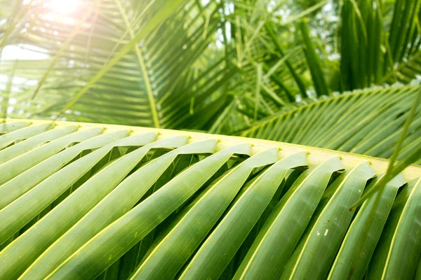 茂密的热带树叶 棕榈树的叶子在一个奇异的花园里 在晴朗的背景下 — 图库照片
