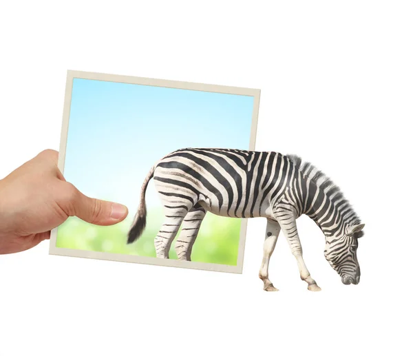 Menschliche Hand Hält Ein Foto Mit Zebra Das Aus Der — Stockfoto