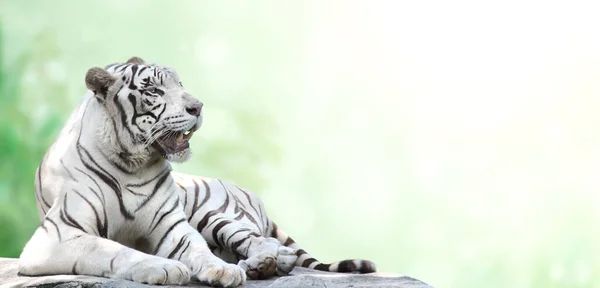 Горизонтальний Банер Лежачим Білим Тигром Зеленому Розмитому Фоні Природи Копіювати — стокове фото