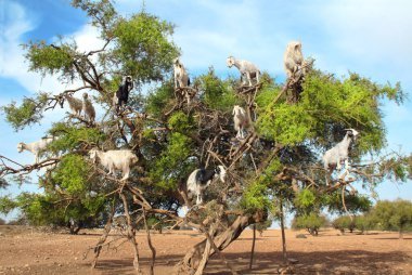 Ünlü Fas sahnesi - Argan ağacında keçiler, Fas, Kuzey Afrika
