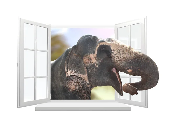 Слон Дивиться Через Вікно Милий Цікавий Слон Дивиться Відкрите Вікно — стокове фото